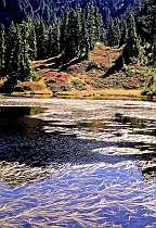 Grasses on One Acre Lake (v)